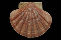 藏品(白碟海扇蛤)的圖片